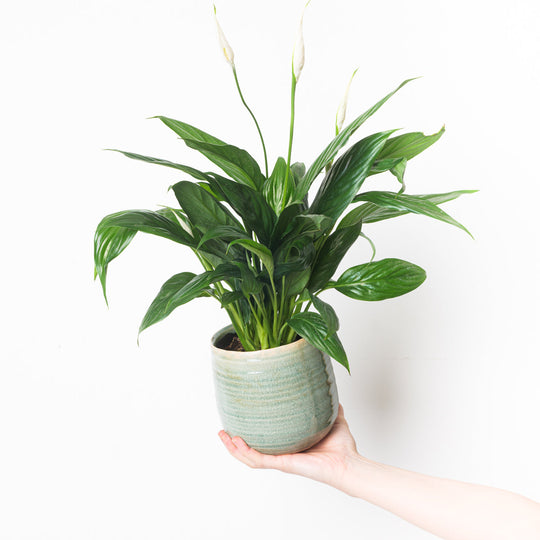 Spathiphyllum sp. 'Sweet Felina' Plants GrowTropicals