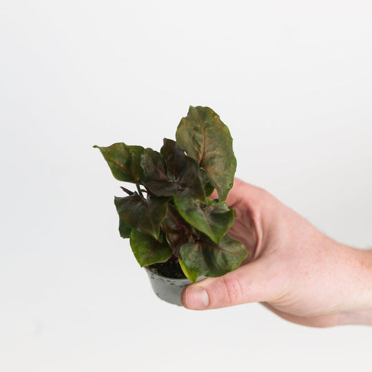 Syngonium 'Chocolate' Plants GrowTropicals
