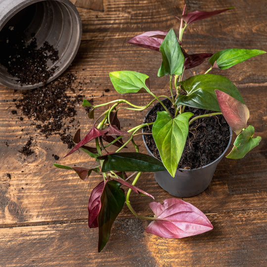 Syngonium erythrophyllum 'Red Arrow' Plants GrowTropicals