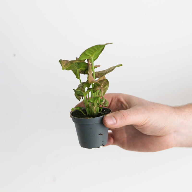 Syngonium 'Neon' Plants GrowTropicals