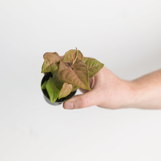 Syngonium 'Neon' 6cm Plants GrowTropicals