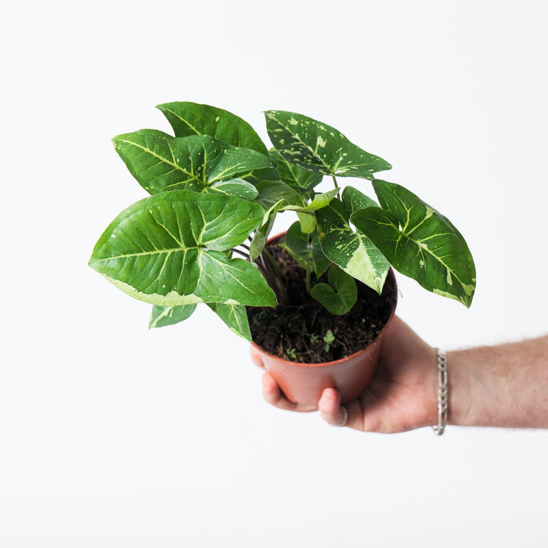 Syngonium 'Panda' 14cm Plants GrowTropicals