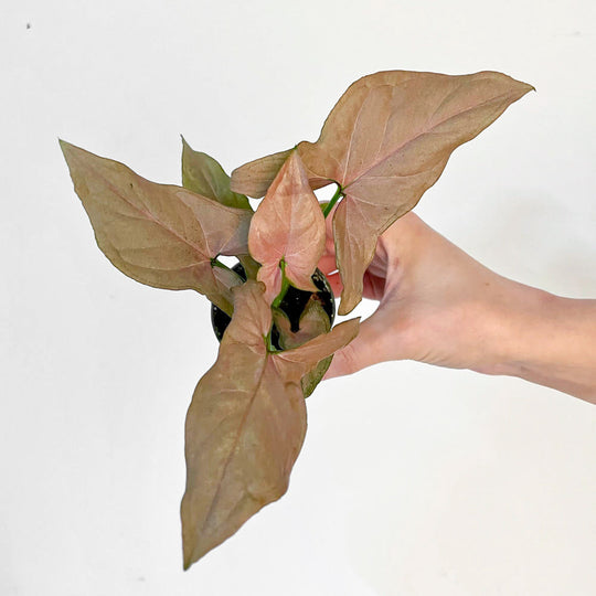 Syngonium 'Pink Allusion' Plants GrowTropicals