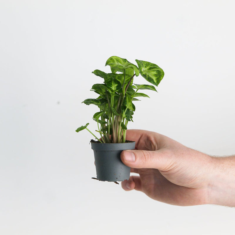 Syngonium 'Pixie' Plants GrowTropicals