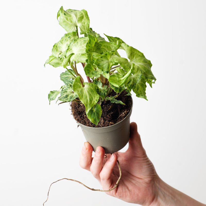 Syngonium podophyllum 'Batik' — 9cm