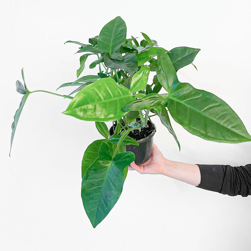 Syngonium podophyllum 'Trileaf Wonder' Plants GrowTropicals