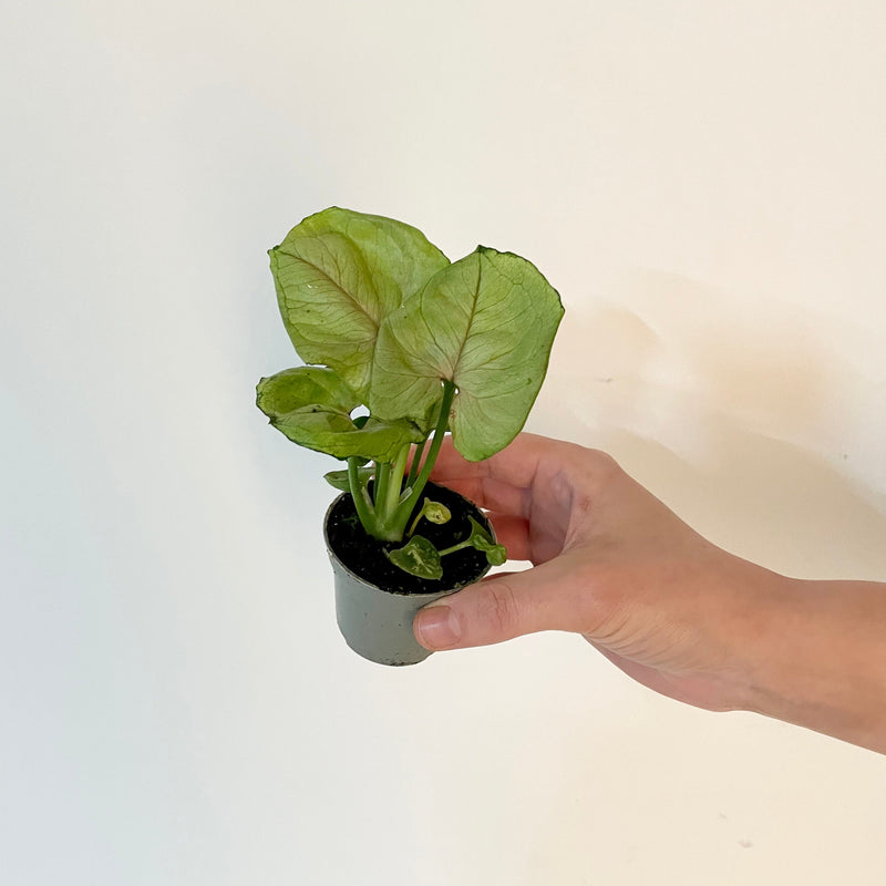 Syngonium 'Roxanne' — 6cm