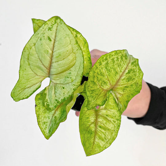 Syngonium 'Sunshine' Plants GrowTropicals