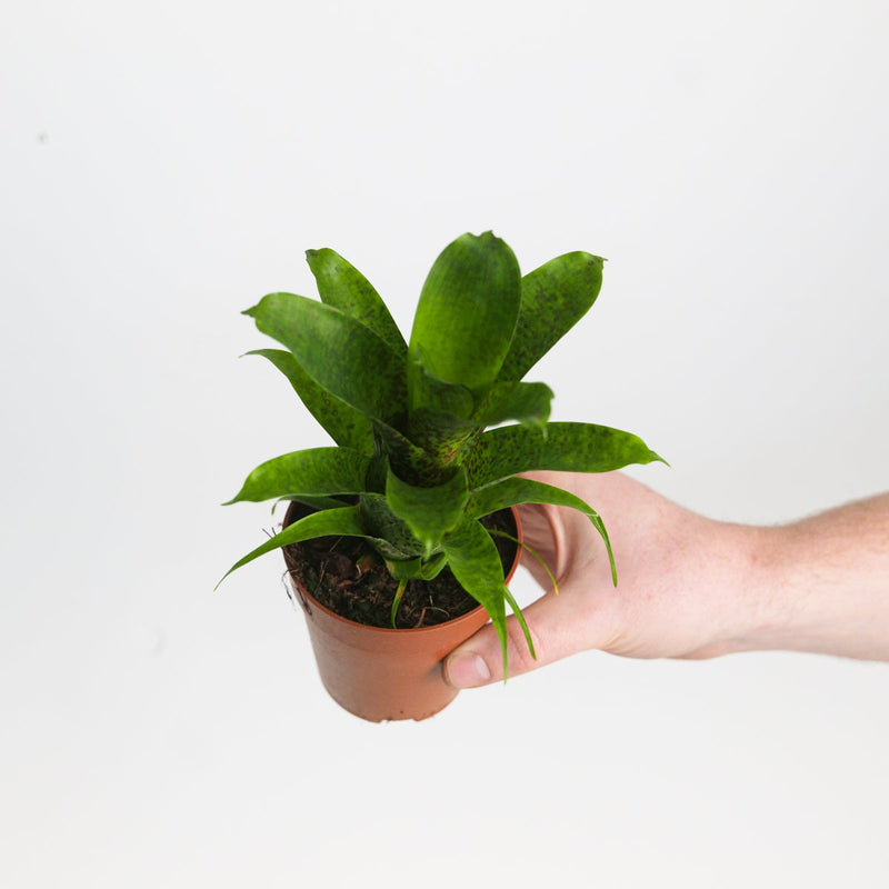 Vriesea 'Fenestralis' Plants GrowTropicals
