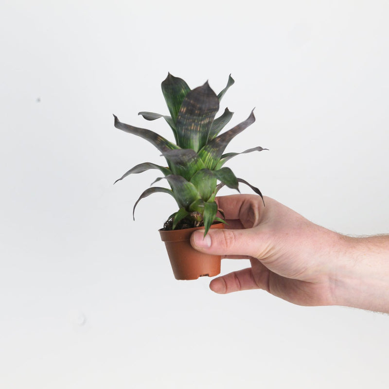 Vriesea gigantea var. seideliana — 6cm