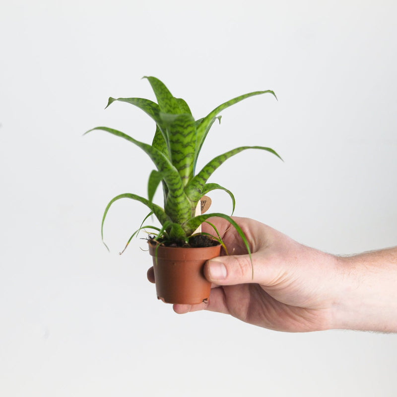 Vriesea 'Hieroglyphica' — 6cm