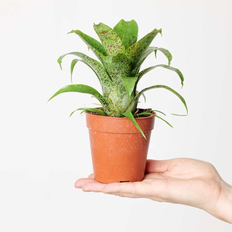 Vriesea sp. 'Green Fleck' — 9cm