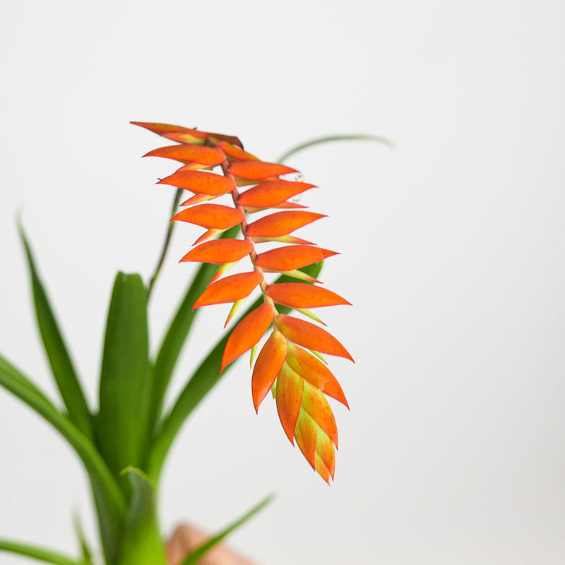 Racinea dyeriana | Tillandsia — 6cm