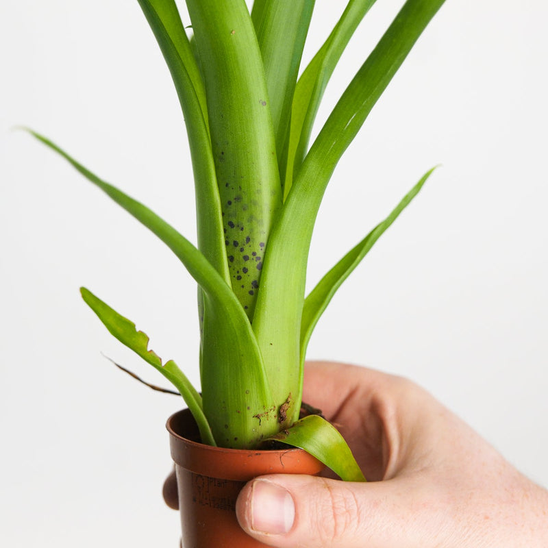Racinea dyeriana | Tillandsia Plants GrowTropicals