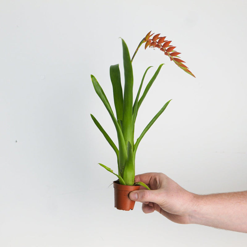 Racinea dyeriana | Tillandsia Plants GrowTropicals