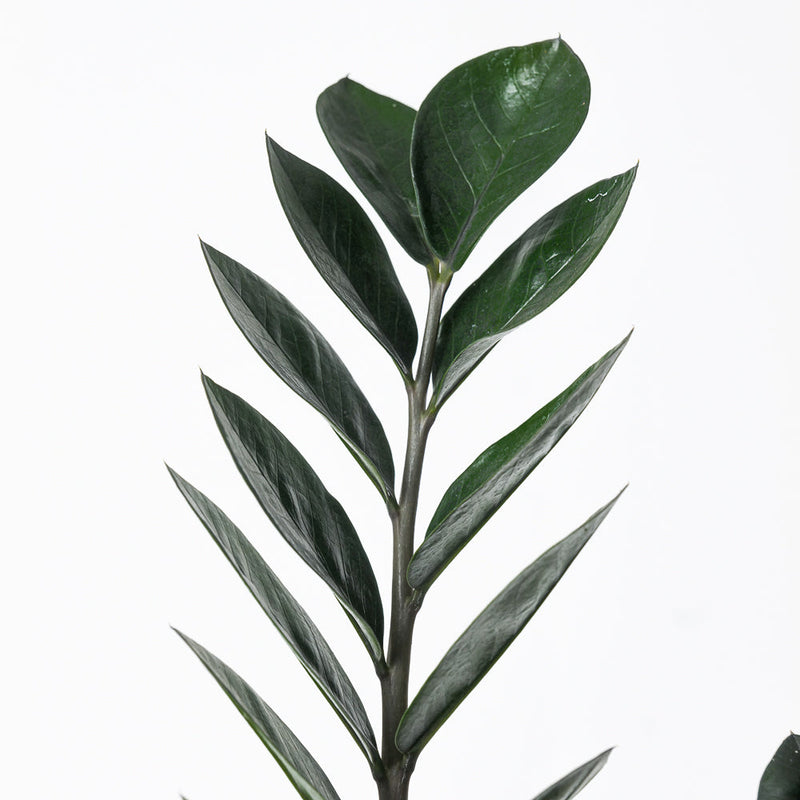 Zamioculcas zamiifolia 'Raven' Plants GrowTropicals