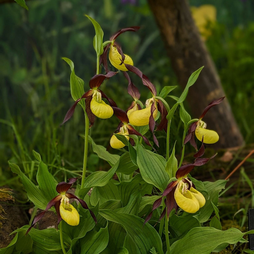 lady slipper orchid at RHS Chelsea Flower Show