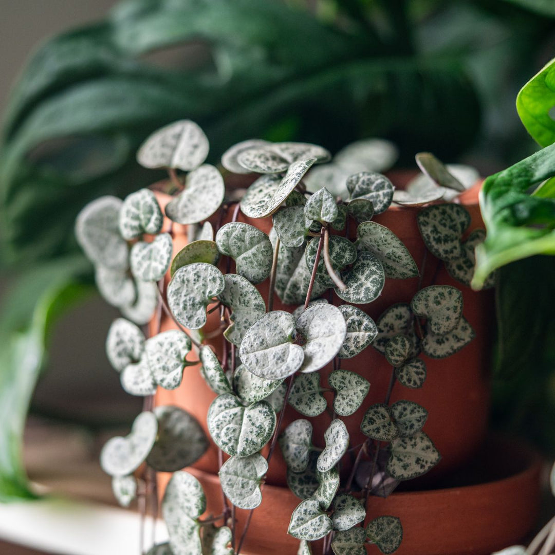 String of hearts trailing over terracotta pots, silver-marbled heart-shaped leaves on fine stems