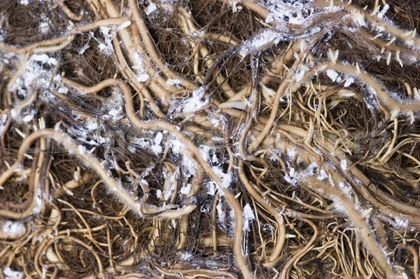 Root Mealybugs On Your Houseplants? Here's How to Manage Them