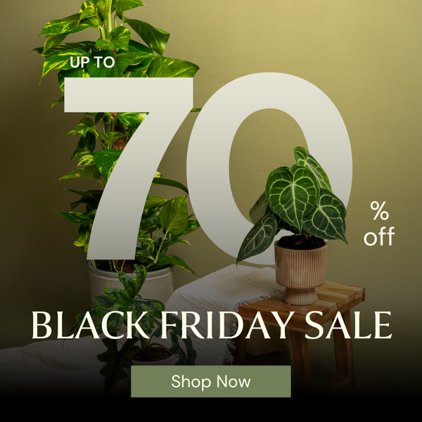 The GrowTropicals Black Friday Sale Event Has Arrived for 2025!