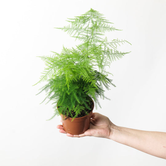 Asparagus Care Guide