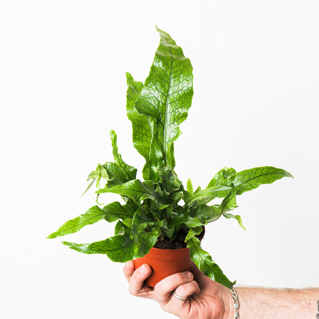 Microsorum Care Guide