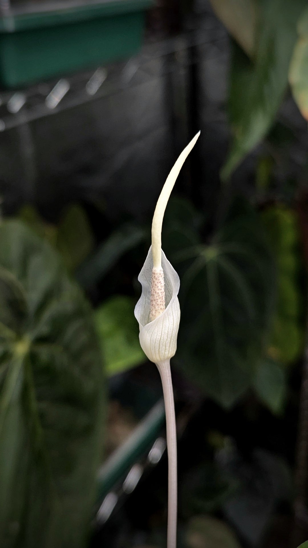 Amorphophallus Care Guide