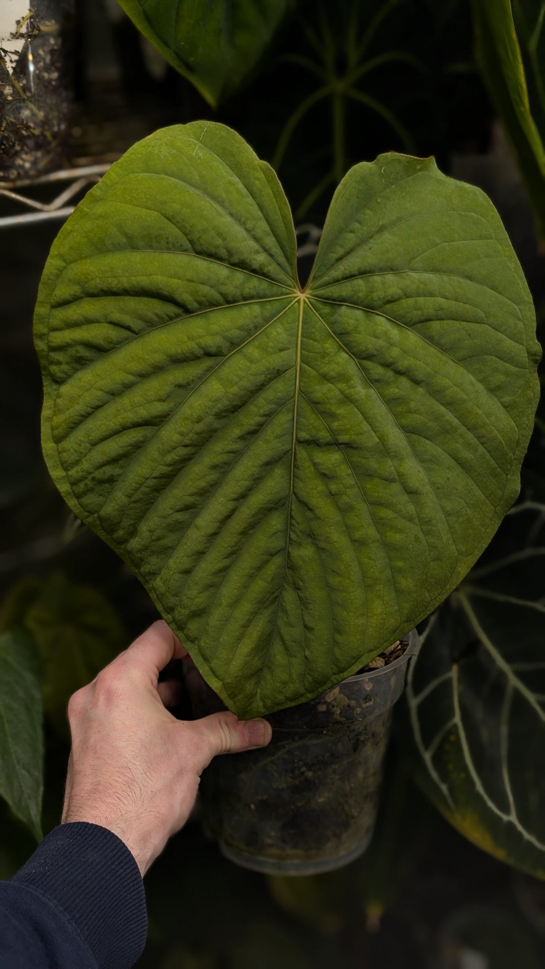 A Beginner's Guide to Growing Aroids
