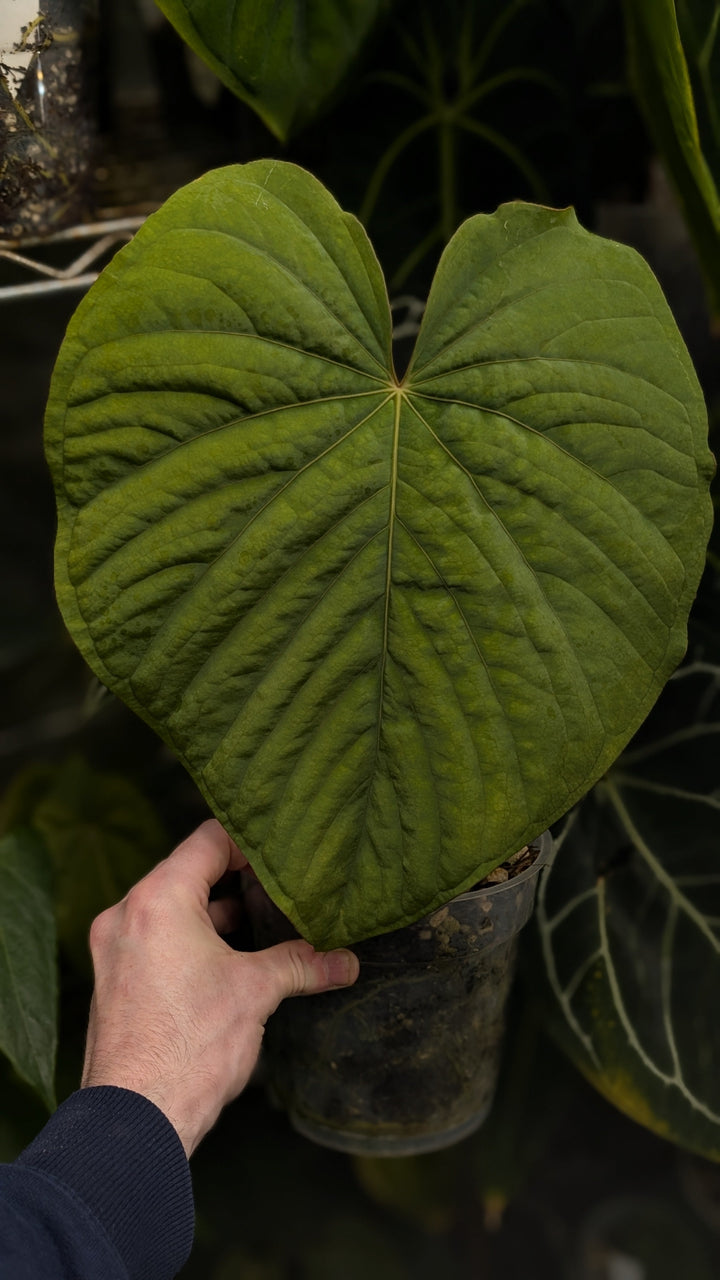A Beginner's Guide to Growing Aroids