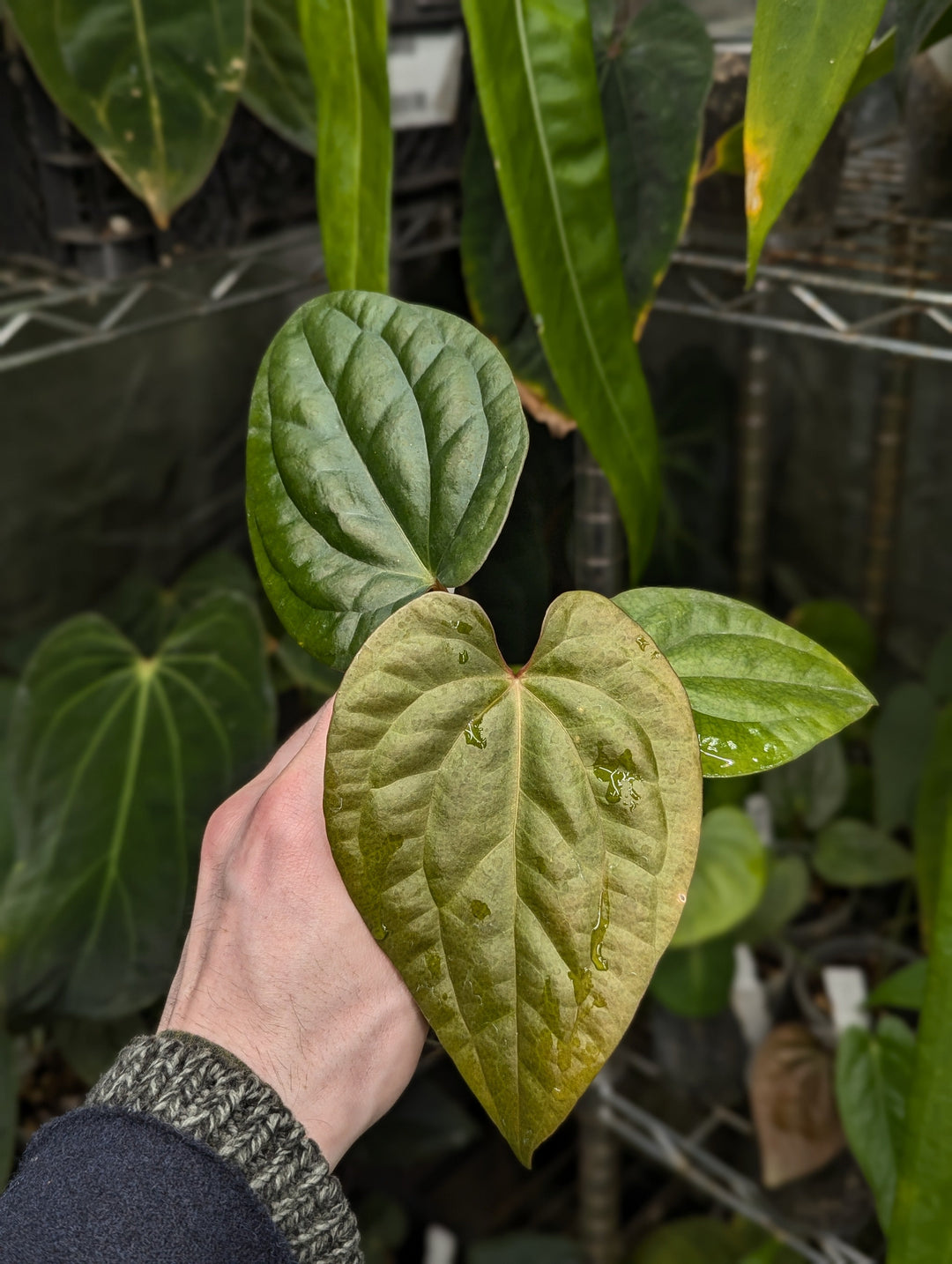 A Look Inside Our Growing Tents