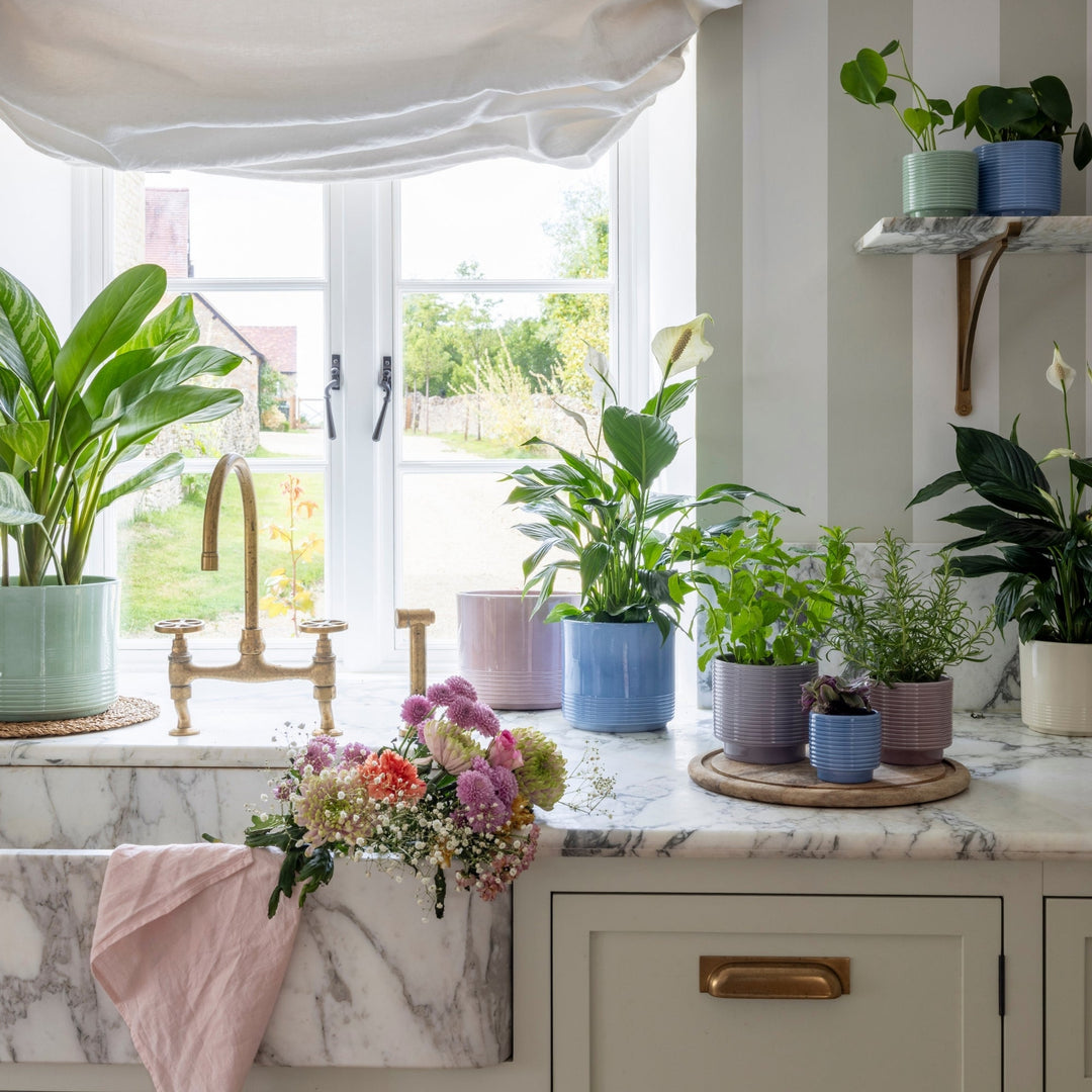 Can houseplants really purify the air?