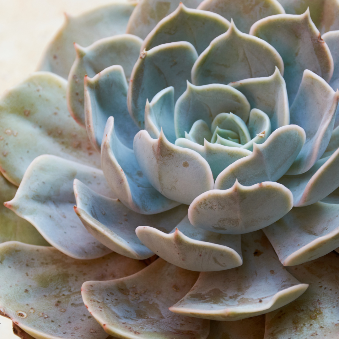 Echeveria Care Guide