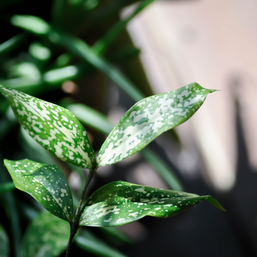 Dracaena Care Guide