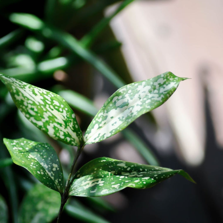 Dracaena Care Guide