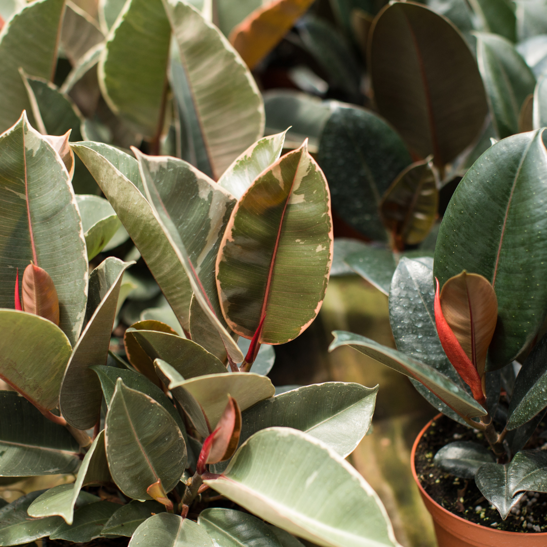 Ficus Care Guide