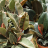 Ficus Care Guide