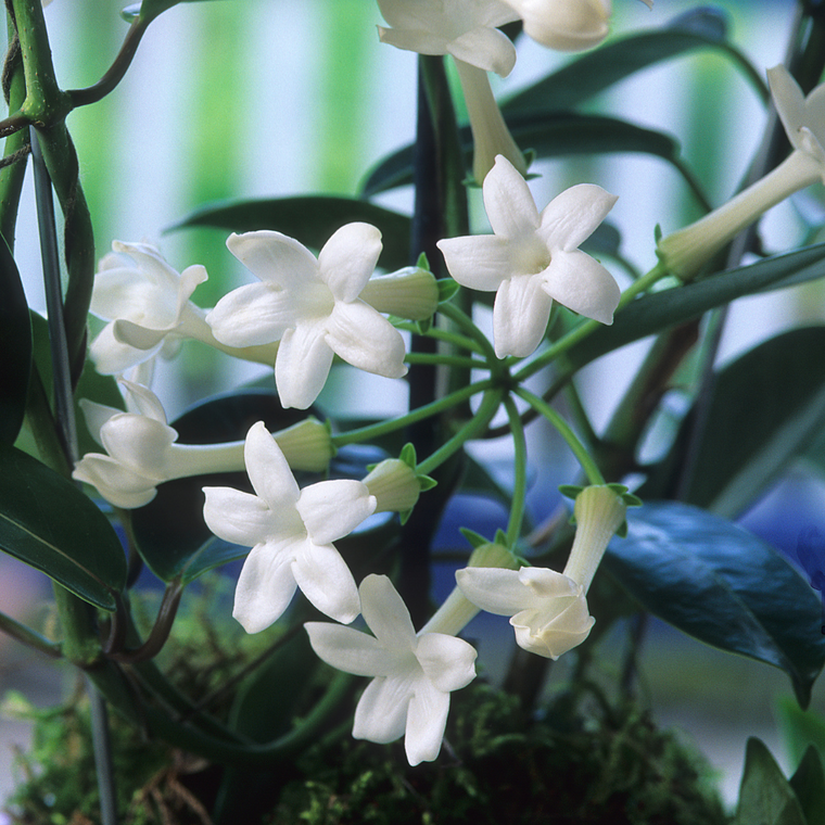Jasmine Care Guide