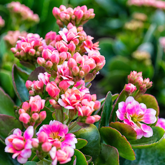 Kalanchoe Care Guide