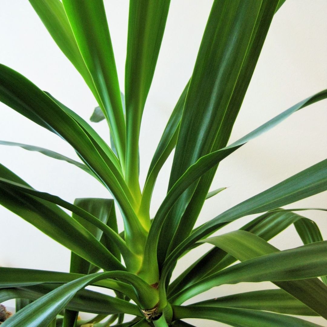 Yucca Care Guide