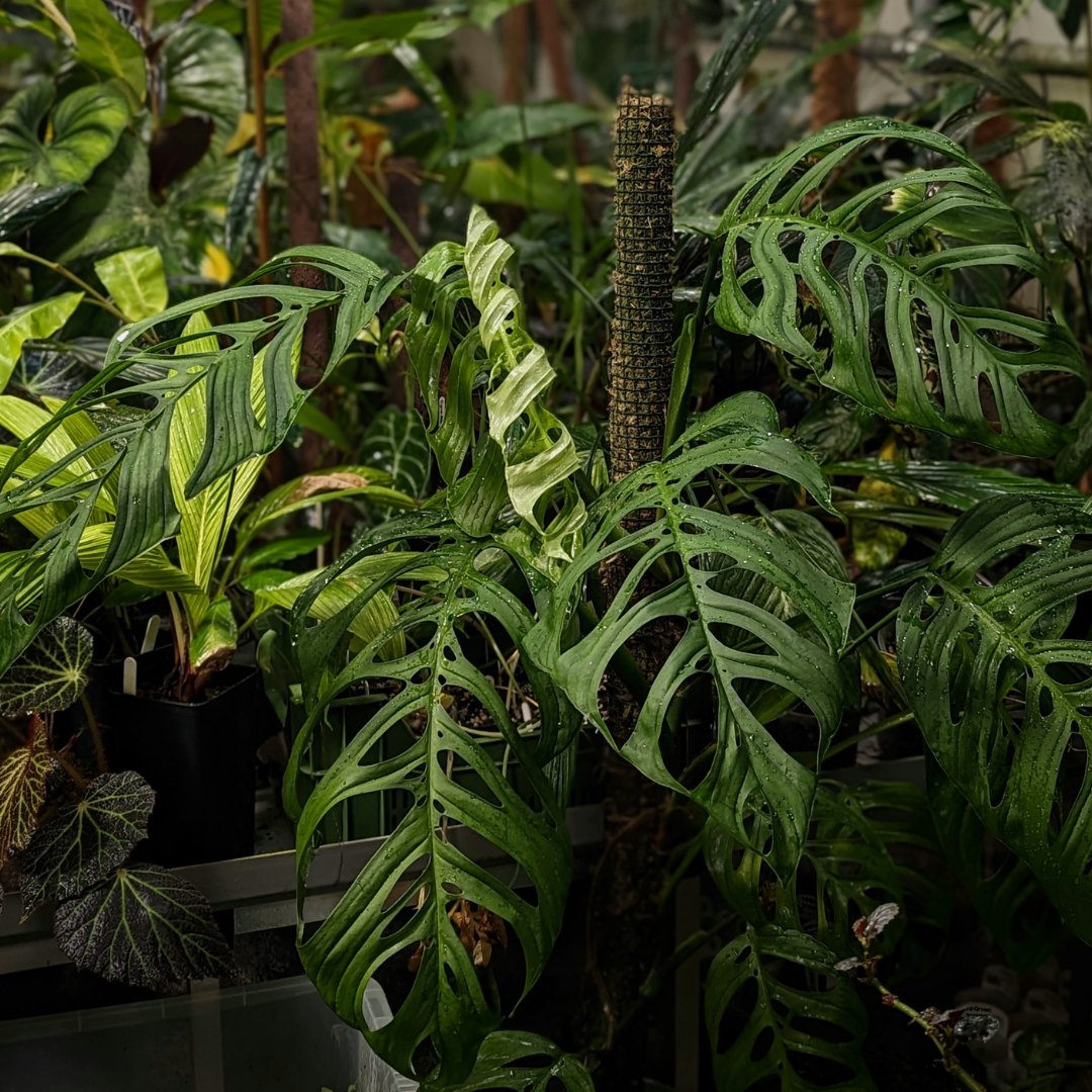 The One Question You Need to Ask Before Buying a Rare Plant