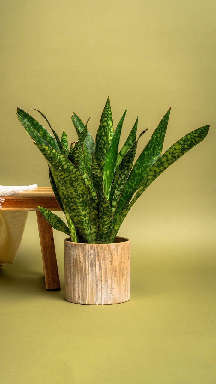 Snake plant with tall mottled green Sansevieria leaves in a ribbed pot against an olive background