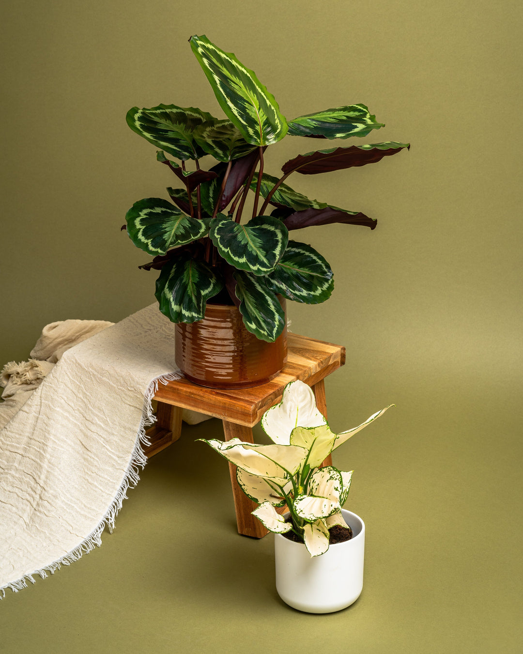 Bringing a New Plant Home? Our Step-by-Step Care Guide