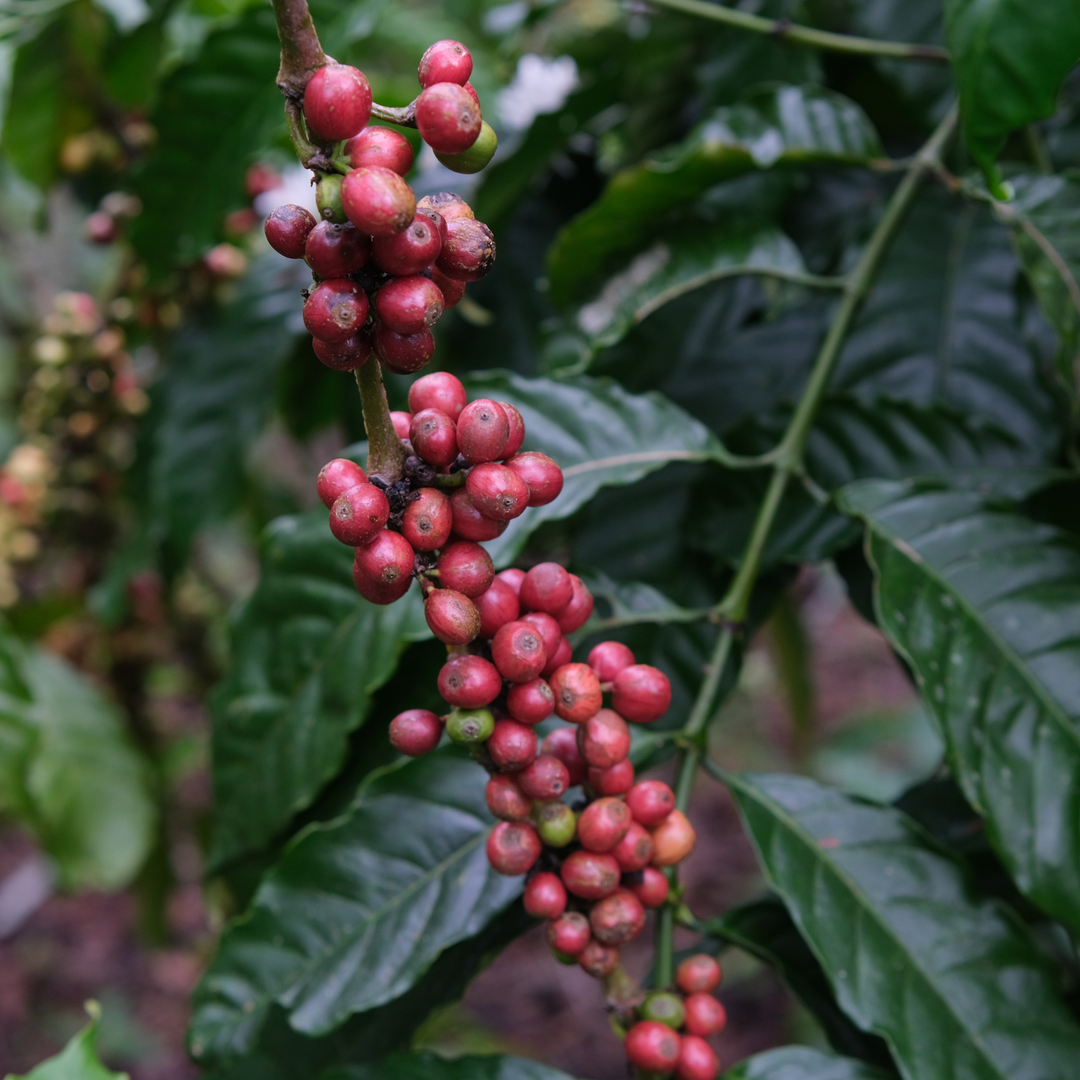 Coffea Care Guide