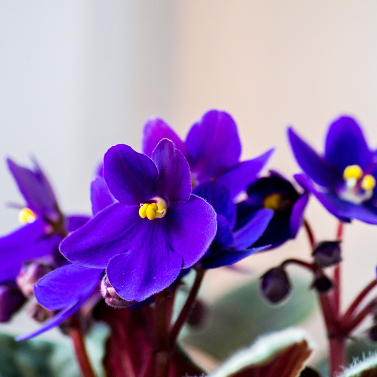 Saintpaulia | African Violet Care Guide