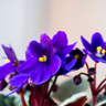Saintpaulia | African Violet Care Guide