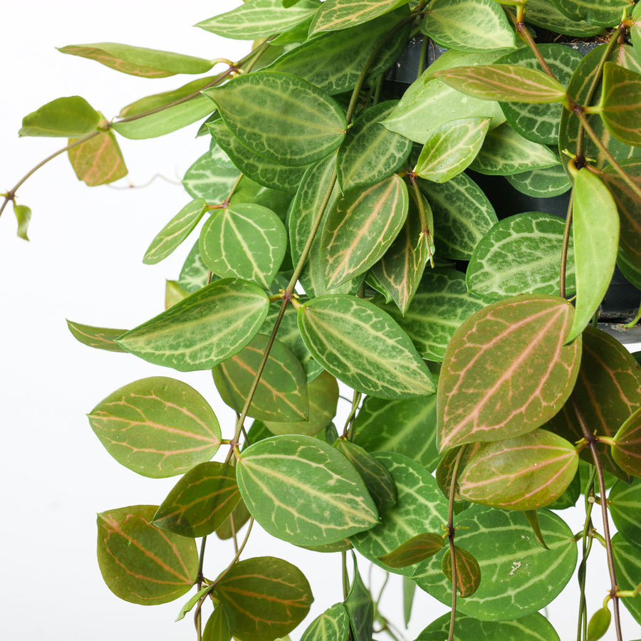 Dischidia Care Guide