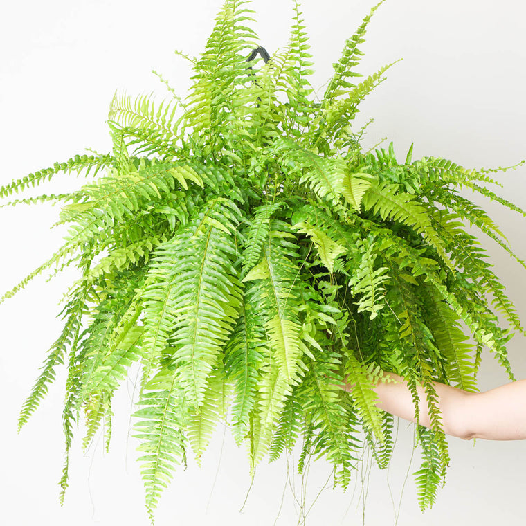 Nephrolepis Care Guide