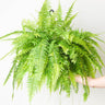 Nephrolepis Care Guide