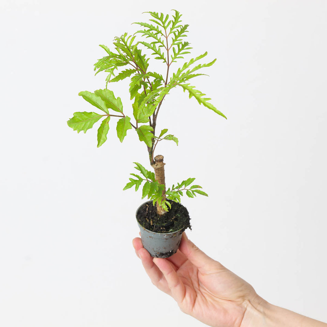 Polyscias Care Guide