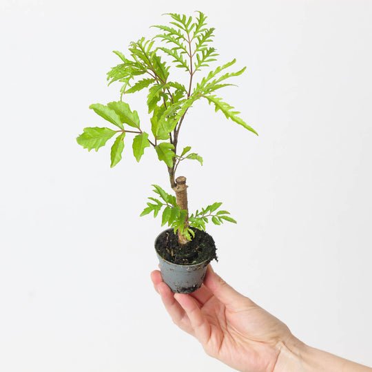 Polyscias Care Guide